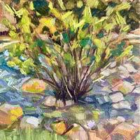 Image 1 of West Boulder Birch