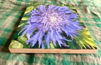 Image 2 of Violet Pincushion Study