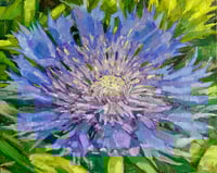 Image 1 of Violet Pincushion Study