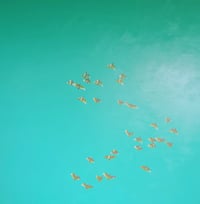 Flock of Cockies