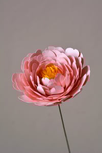 Image 1 of Peonia