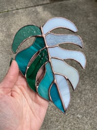 Image 2 of Teal & White Monstera