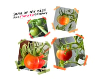 Image 3 of Fried Zine Tomato