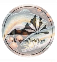 Fish Amino Acid