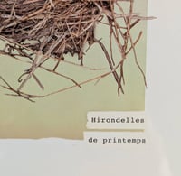 Image 3 of Hirondelles de printemps