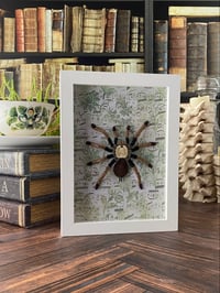 Faux Entomology Mounts - Arizona Blonde Tarantula