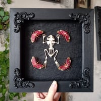 Framed toad skeleton with lanternflies