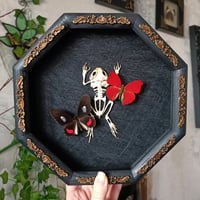 Framed toad skeleton with butterflies