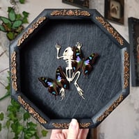 Framed toad skeleton with Purple spotted swallowtails
