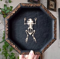 Framed toad skeleton