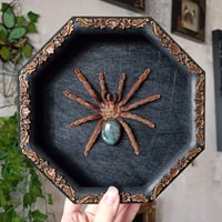 Image 1 of Costa Rican Orange Mouth Tarantula