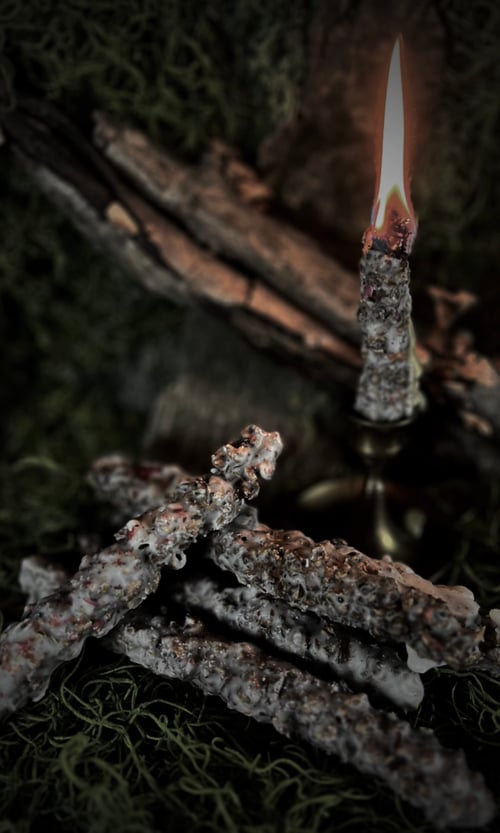 Image of MULLEIN TORCH