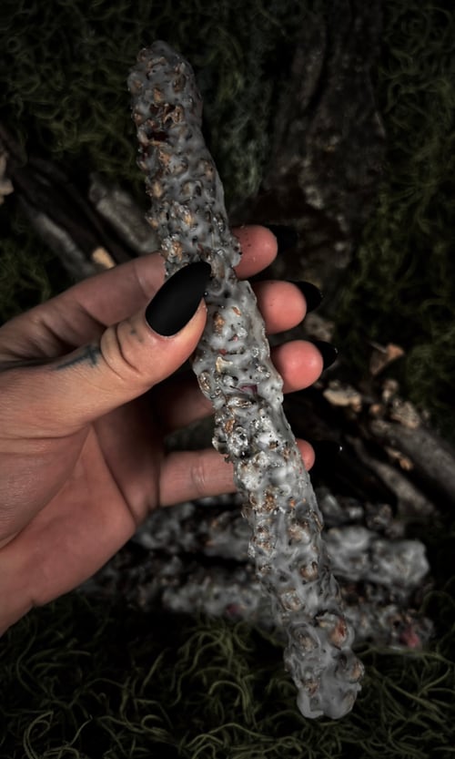 Image of MULLEIN TORCH