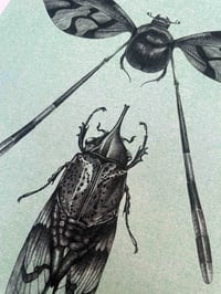 Image 2 of bolboptère & cigée — Marieke 