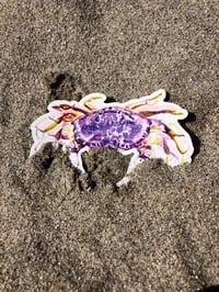 Dungeness Crab Sticker *New Release*