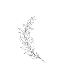 Image 2 of vine 1