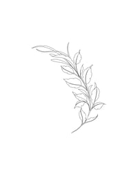 Image 2 of vine 2