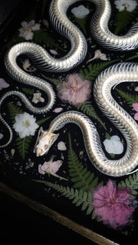 Image 5 of Snake Skeleton Pink Floral Wall Frame