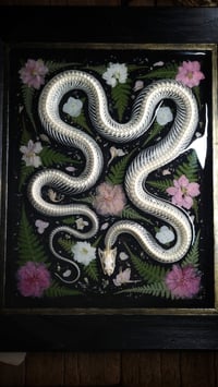 Image 1 of Snake Skeleton Pink Floral Wall Frame