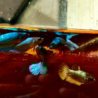 Image of Solid Blue Copper Female Sorority (Plakat)