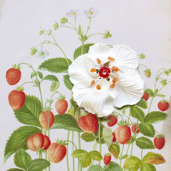 Image of Broche fleur blanche 1
