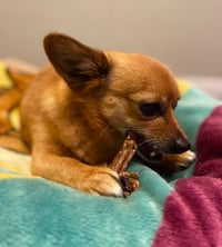 Image 4 of Chicken Neck Chews