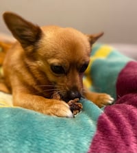 Image 5 of Chicken Neck Chews