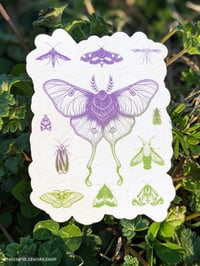 Image 3 of Southeastern North America Native Moths Clear Vinyl Sticker