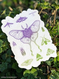 Image 1 of Southeastern North America Native Moths Clear Vinyl Sticker