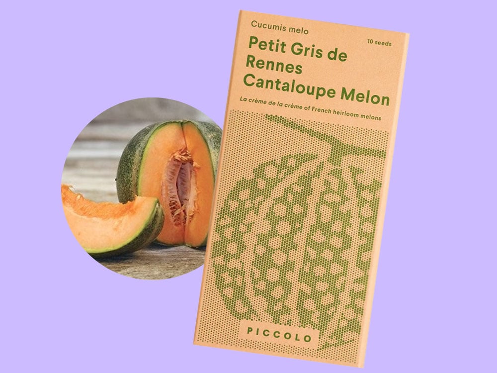 Image of SAATGUT Petit Gris de Rennes Cantaloupe Melon