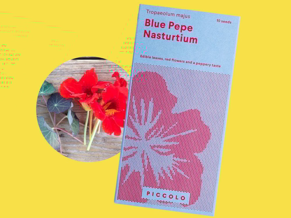 Image of SAATGUT Blue Pepe Nasturtium