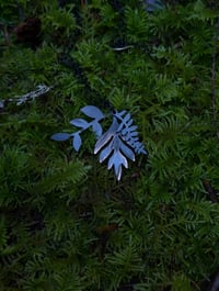 Image 4 of Forest Floor 