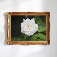 Image 1 of White Garden Rose Photography Fine Art Print Wall Decor 