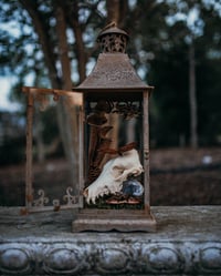 Image 1 of Coyote skull with Tarantula & Moth in lantern