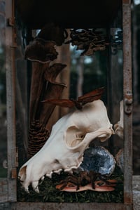 Image 4 of Coyote skull with Tarantula & Moth in lantern