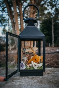 Image 1 of Chinese Moon Moth in lantern