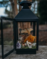 Image 2 of Chinese Moon Moth in lantern