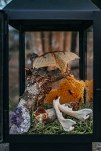 Image 3 of Chinese Moon Moth in lantern