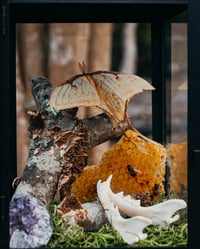 Image 4 of Chinese Moon Moth in lantern