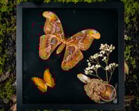 Image 1 of Atlas Moth & Vindula Butterfly