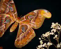 Image 2 of Atlas Moth & Vindula Butterfly
