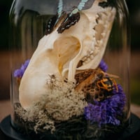 Image 1 of Fox skull dome