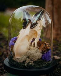 Image 2 of Fox skull dome