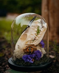 Image 3 of Fox skull dome