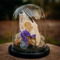 Image 4 of Fox skull dome