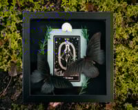 Black Papilio Butterflies