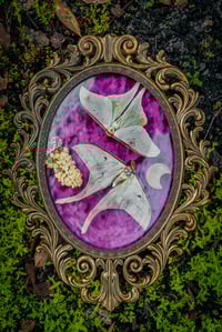 Luna Moths in Antique frame