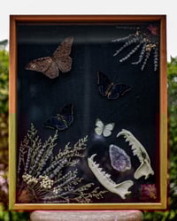 Black With Moth & Starry Night Butterflies