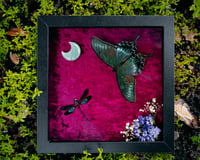 Papilio Butterfly & Damselfly