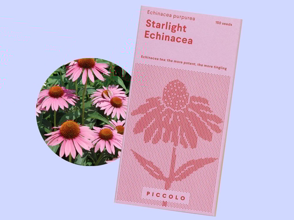 Image of SAATGUT Starlight Echinacea